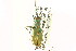  ( - CNC COLEO 00117566)  @13 [ ] CreativeCommons - Attribution (2011) CNC/CBG Photography Group Centre for Biodiversity Genomics