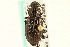  (Blethisa julii - CNC COLEO 00117802)  @14 [ ] CreativeCommons - Attribution (2011) CNC/CBG Photography Group Centre for Biodiversity Genomics