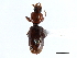  ( - CNC COLEO 00117857)  @11 [ ] CreativeCommons - Attribution (2011) CNC/CBG Photography Group Centre for Biodiversity Genomics