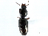  ( - CNC COLEO 00117863)  @11 [ ] CreativeCommons - Attribution (2011) CNC/CBG Photography Group Centre for Biodiversity Genomics
