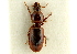  ( - CNC COLEO 00117897)  @13 [ ] CreativeCommons - Attribution (2011) CNC/CBG Photography Group Centre for Biodiversity Genomics