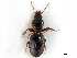  ( - CNC COLEO 00117929)  @11 [ ] CreativeCommons - Attribution (2011) CNC/CBG Photography Group Centre for Biodiversity Genomics