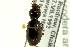  ( - CNC COLEO 00117967)  @13 [ ] CreativeCommons - Attribution (2011) CNC/CBG Photography Group Centre for Biodiversity Genomics