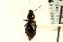  ( - CNC COLEO 00117969)  @13 [ ] CreativeCommons - Attribution (2011) CNC/CBG Photography Group Centre for Biodiversity Genomics