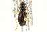  (Patrobus longicornis - CNC COLEO 00117980)  @15 [ ] CreativeCommons - Attribution (2011) CNC/CBG Photography Group Centre for Biodiversity Genomics