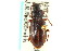  ( - CNC COLEO 00117984)  @14 [ ] CreativeCommons - Attribution (2011) CNC/CBG Photography Group Centre for Biodiversity Genomics