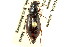  ( - CNC COLEO 00117986)  @11 [ ] CreativeCommons - Attribution (2011) CNC/CBG Photography Group Centre for Biodiversity Genomics