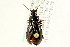  ( - CNC COLEO 00117987)  @11 [ ] CreativeCommons - Attribution (2011) CNC/CBG Photography Group Centre for Biodiversity Genomics