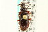  ( - CNC COLEO 00117993)  @13 [ ] CreativeCommons - Attribution (2011) CNC/CBG Photography Group Centre for Biodiversity Genomics