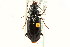  ( - CNC COLEO 00118009)  @11 [ ] CreativeCommons - Attribution (2011) CNC/CBG Photography Group Centre for Biodiversity Genomics