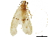  ( - CNCAD_0127)  @11 [ ] CreativeCommons - Attribution (2019) CBG Photography Group Centre for Biodiversity Genomics