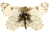  ( - BIOUG10887-A10)  @13 [ ] CreativeCommons - Attribution (2014) CBG Photography Group Centre for Biodiversity Genomics