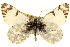  ( - BIOUG10887-A12)  @13 [ ] CreativeCommons - Attribution (2014) CBG Photography Group Centre for Biodiversity Genomics
