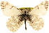  ( - BIOUG10887-B03)  @11 [ ] CreativeCommons - Attribution (2014) CBG Photography Group Centre for Biodiversity Genomics
