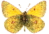  ( - BIOUG10887-C10)  @11 [ ] CreativeCommons - Attribution (2014) CBG Photography Group Centre for Biodiversity Genomics