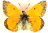  ( - BIOUG10887-C10)  @11 [ ] CreativeCommons - Attribution (2014) CBG Photography Group Centre for Biodiversity Genomics