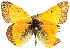  ( - BIOUG10887-D01)  @12 [ ] CreativeCommons - Attribution (2014) CBG Photography Group Centre for Biodiversity Genomics