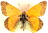  ( - BIOUG10887-D05)  @11 [ ] CreativeCommons - Attribution (2014) CBG Photography Group Centre for Biodiversity Genomics