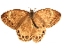  ( - BIOUG10887-F01)  @13 [ ] CreativeCommons - Attribution (2014) CBG Photography Group Centre for Biodiversity Genomics