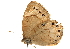  ( - BIOUG10887-F05)  @12 [ ] CreativeCommons - Attribution (2014) CBG Photography Group Centre for Biodiversity Genomics