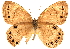  ( - BIOUG10887-F06)  @13 [ ] CreativeCommons - Attribution (2014) CBG Photography Group Centre for Biodiversity Genomics