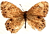  ( - BIOUG10887-F10)  @14 [ ] CreativeCommons - Attribution (2014) CBG Photography Group Centre for Biodiversity Genomics