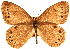  (Lethe eurydice - BIOUG10887-G03)  @15 [ ] CreativeCommons - Attribution (2014) CBG Photography Group Centre for Biodiversity Genomics