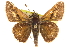  ( - BIOUG10888-A05)  @13 [ ] CreativeCommons - Attribution (2014) CBG Photography Group Centre for Biodiversity Genomics