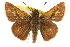 ( - BIOUG10888-A11)  @14 [ ] CreativeCommons - Attribution (2014) CBG Photography Group Centre for Biodiversity Genomics