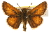  ( - BIOUG10888-G06)  @14 [ ] CreativeCommons - Attribution (2014) CBG Photography Group Centre for Biodiversity Genomics