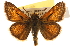  ( - BIOUG10888-H01)  @14 [ ] CreativeCommons - Attribution (2014) CBG Photography Group Centre for Biodiversity Genomics