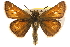  ( - BIOUG10888-H03)  @14 [ ] CreativeCommons - Attribution (2014) CBG Photography Group Centre for Biodiversity Genomics