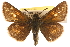  ( - BIOUG10888-H04)  @14 [ ] CreativeCommons - Attribution (2014) CBG Photography Group Centre for Biodiversity Genomics