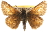  ( - BIOUG10888-H08)  @14 [ ] CreativeCommons - Attribution (2014) CBG Photography Group Centre for Biodiversity Genomics