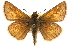  ( - BIOUG10888-H10)  @14 [ ] CreativeCommons - Attribution (2014) CBG Photography Group Centre for Biodiversity Genomics