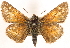  ( - BIOUG10889-A02)  @14 [ ] CreativeCommons - Attribution (2014) CBG Photography Group Centre for Biodiversity Genomics