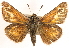  ( - BIOUG10889-A03)  @14 [ ] CreativeCommons - Attribution (2014) CBG Photography Group Centre for Biodiversity Genomics
