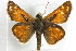  ( - BIOUG10889-A06)  @13 [ ] CreativeCommons - Attribution (2014) CBG Photography Group Centre for Biodiversity Genomics