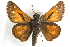  ( - BIOUG10889-A07)  @13 [ ] CreativeCommons - Attribution (2014) CBG Photography Group Centre for Biodiversity Genomics