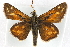  ( - BIOUG10889-A08)  @13 [ ] CreativeCommons - Attribution (2014) CBG Photography Group Centre for Biodiversity Genomics