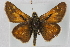  ( - BIOUG10889-A09)  @13 [ ] CreativeCommons - Attribution (2014) CBG Photography Group Centre for Biodiversity Genomics