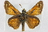  ( - BIOUG10889-A11)  @13 [ ] CreativeCommons - Attribution (2014) CBG Photography Group Centre for Biodiversity Genomics