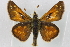  ( - BIOUG10889-A12)  @13 [ ] CreativeCommons - Attribution (2014) CBG Photography Group Centre for Biodiversity Genomics