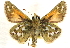  ( - BIOUG10889-B02)  @12 [ ] CreativeCommons - Attribution (2014) CBG Photography Group Centre for Biodiversity Genomics