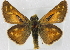  (Hesperia nevada - BIOUG10889-B02)  @14 [ ] CreativeCommons - Attribution (2014) CBG Photography Group Centre for Biodiversity Genomics