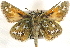  ( - BIOUG10889-B03)  @12 [ ] CreativeCommons - Attribution (2014) CBG Photography Group Centre for Biodiversity Genomics