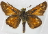  ( - BIOUG10889-B03)  @13 [ ] CreativeCommons - Attribution (2014) CBG Photography Group Centre for Biodiversity Genomics