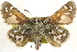  ( - BIOUG10889-B04)  @12 [ ] CreativeCommons - Attribution (2014) CBG Photography Group Centre for Biodiversity Genomics