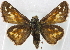 ( - BIOUG10889-B04)  @13 [ ] CreativeCommons - Attribution (2014) CBG Photography Group Centre for Biodiversity Genomics