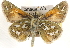  ( - BIOUG10889-B05)  @12 [ ] CreativeCommons - Attribution (2014) CBG Photography Group Centre for Biodiversity Genomics